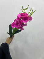 Dark pink magenta moth orchid flower bunch
