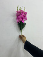 Dark pink magenta moth orchid flower bunch