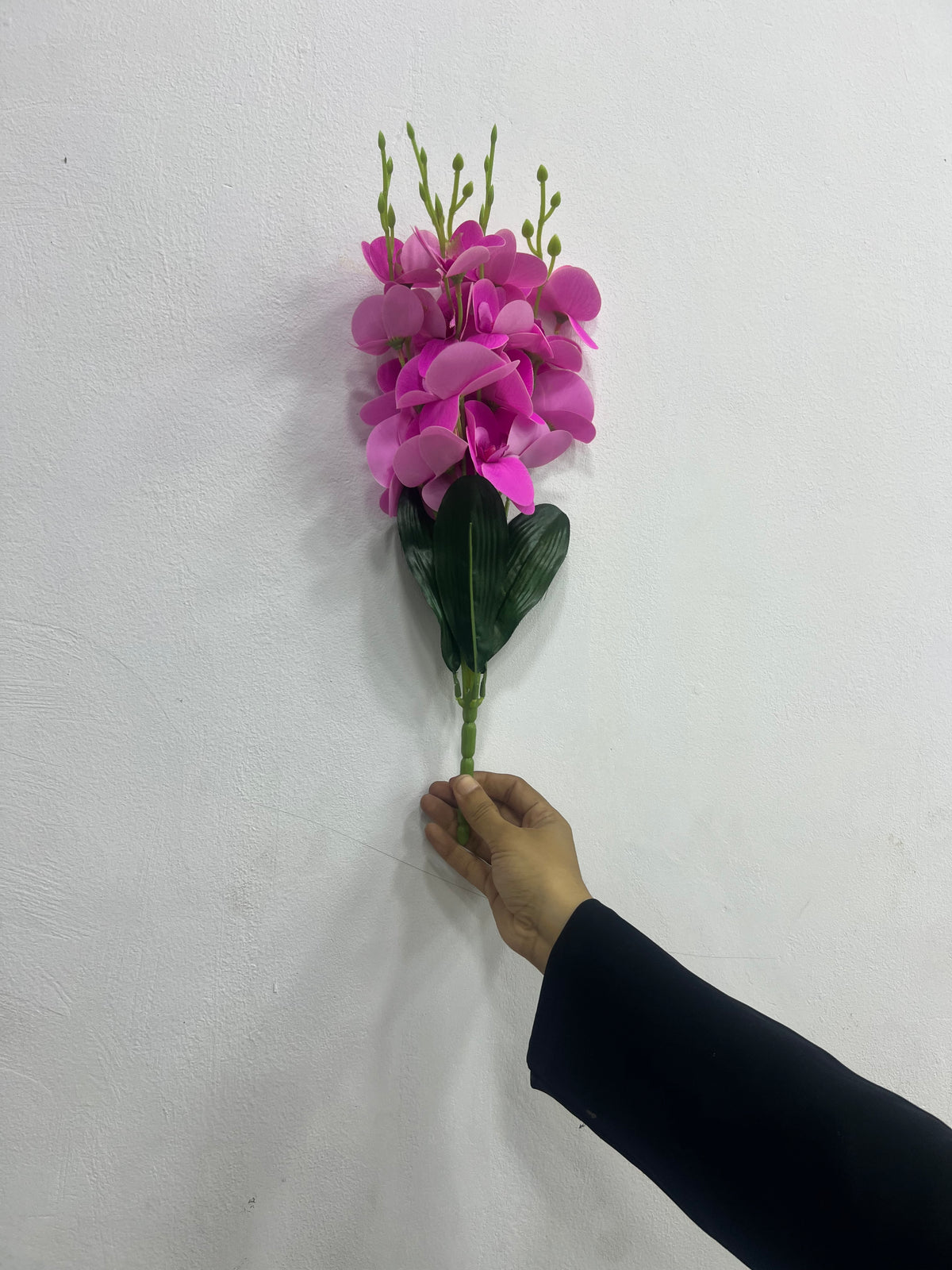 Dark pink magenta moth orchid flower bunch