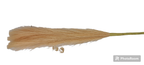 Pink artificial pompas filler sticks bundle held in hand, straight stem floral filler for vase arrangements
