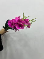 Dark pink magenta moth orchid flower bunch