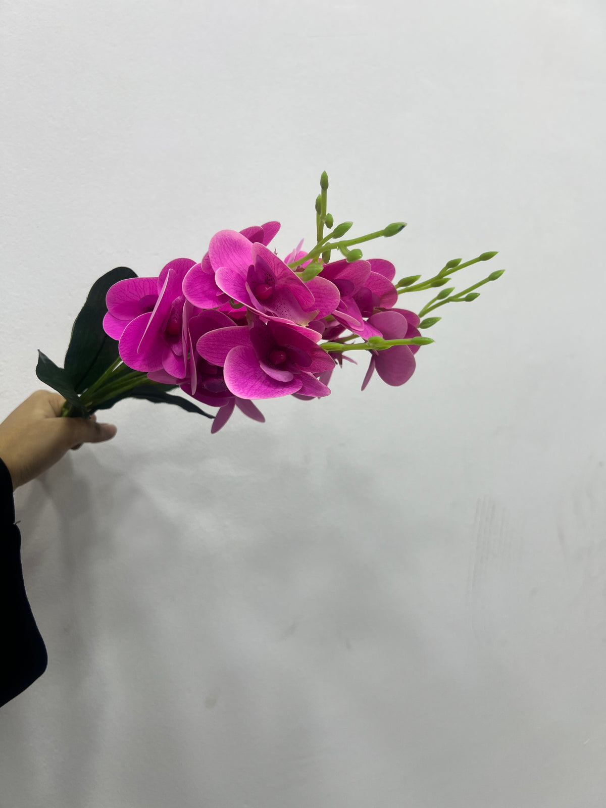 Dark pink magenta moth orchid flower bunch