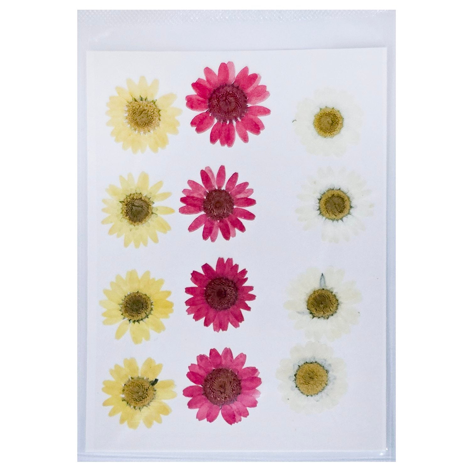 press flower DFPN18