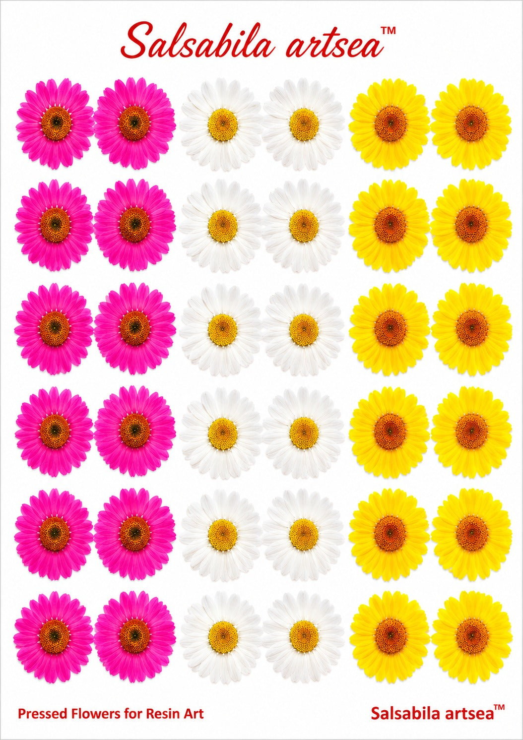 Pressed flower Daisy | regular colors | Insert sheet A4