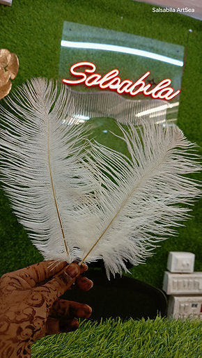 Natural white ostrich feather 8 to 10 inch for nikah pen making and paghdi kalgi decoration