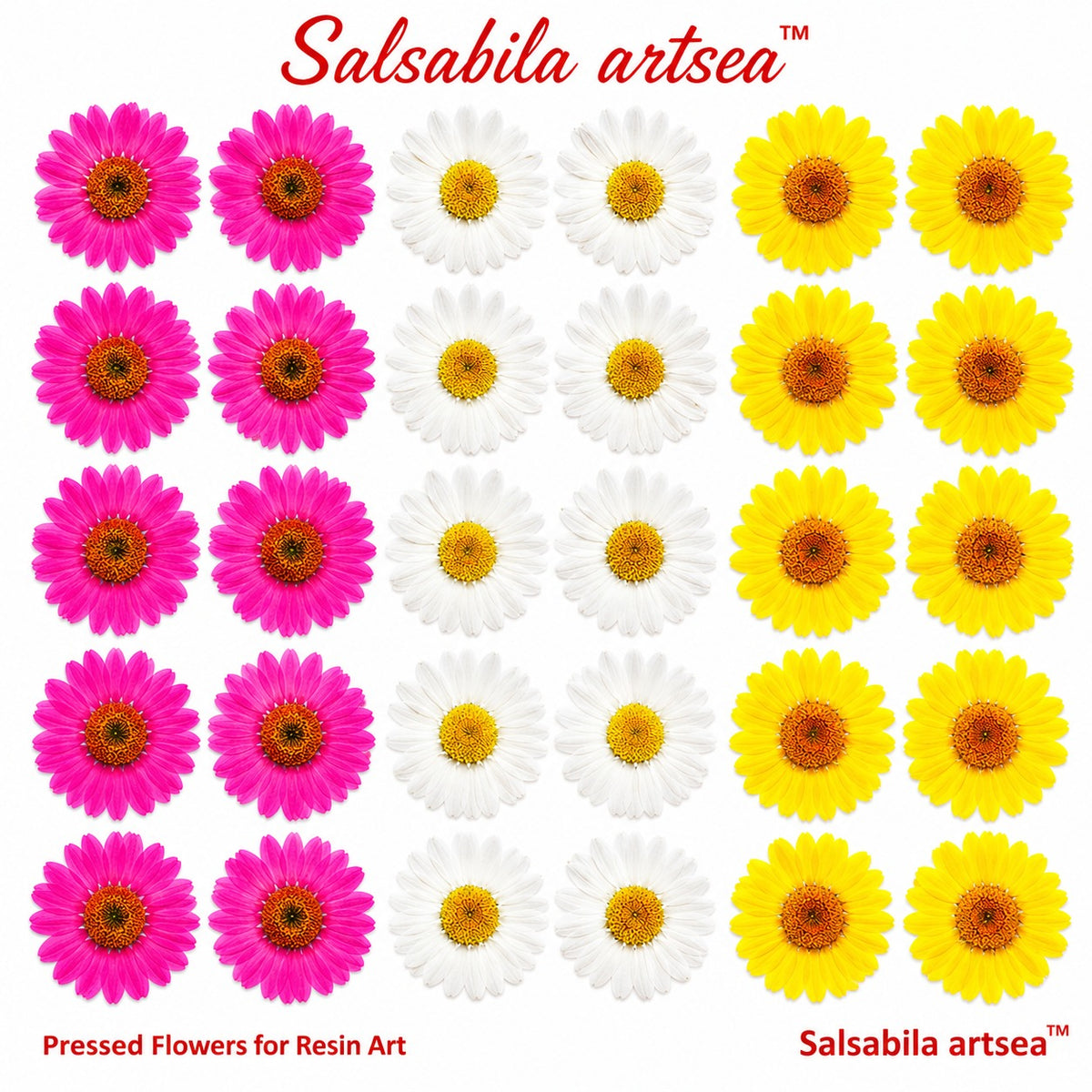 Pressed flower Daisy | regular colors | Insert sheet A4
