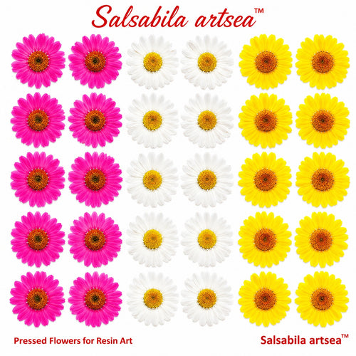 Pressed flower Daisy | regular colors | Insert sheet A4