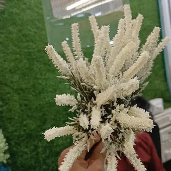Salsabila White Fluffy Flower Spray Corn bunch