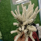 Salsabila White Fluffy Flower Spray Corn bunch