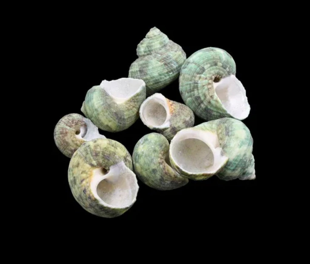 Natural Shell for resin