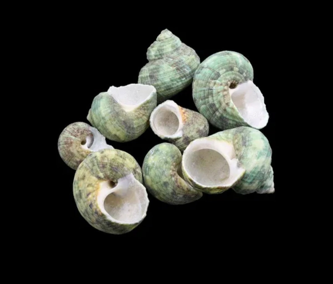 Natural Shell for resin