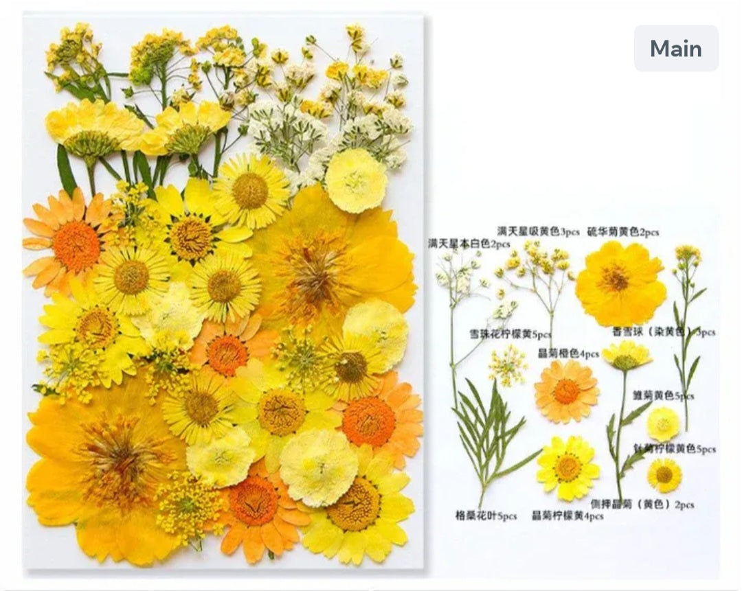 40 In 1 Pressed Flowers Fl168