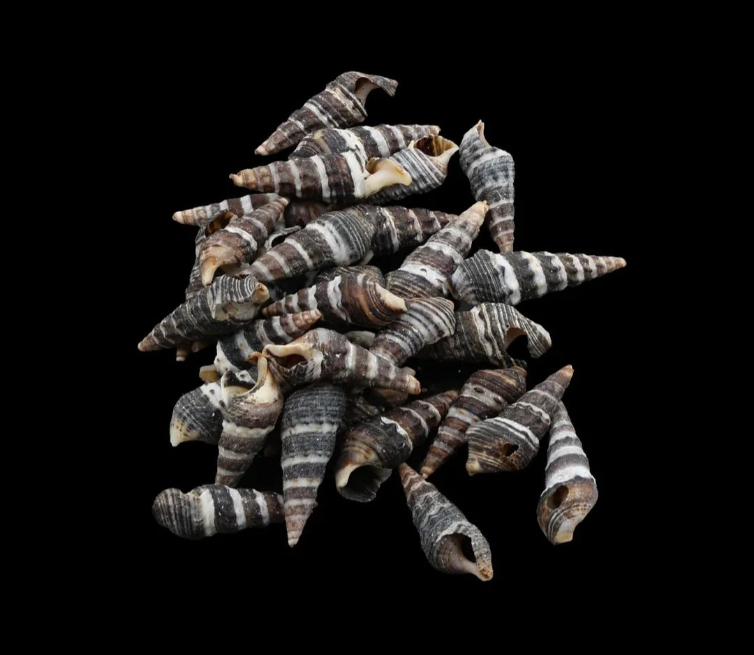 Natural Shell for resin