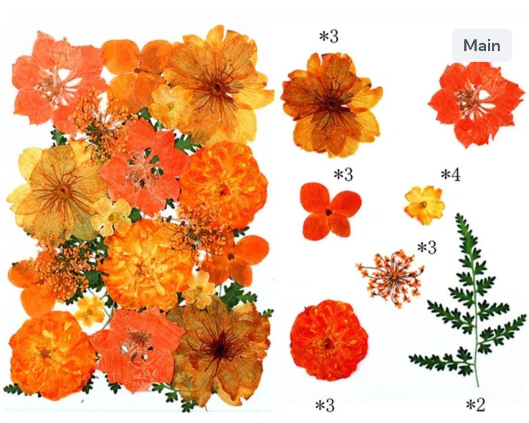 21 In 1 Pressed Flowers Fl179