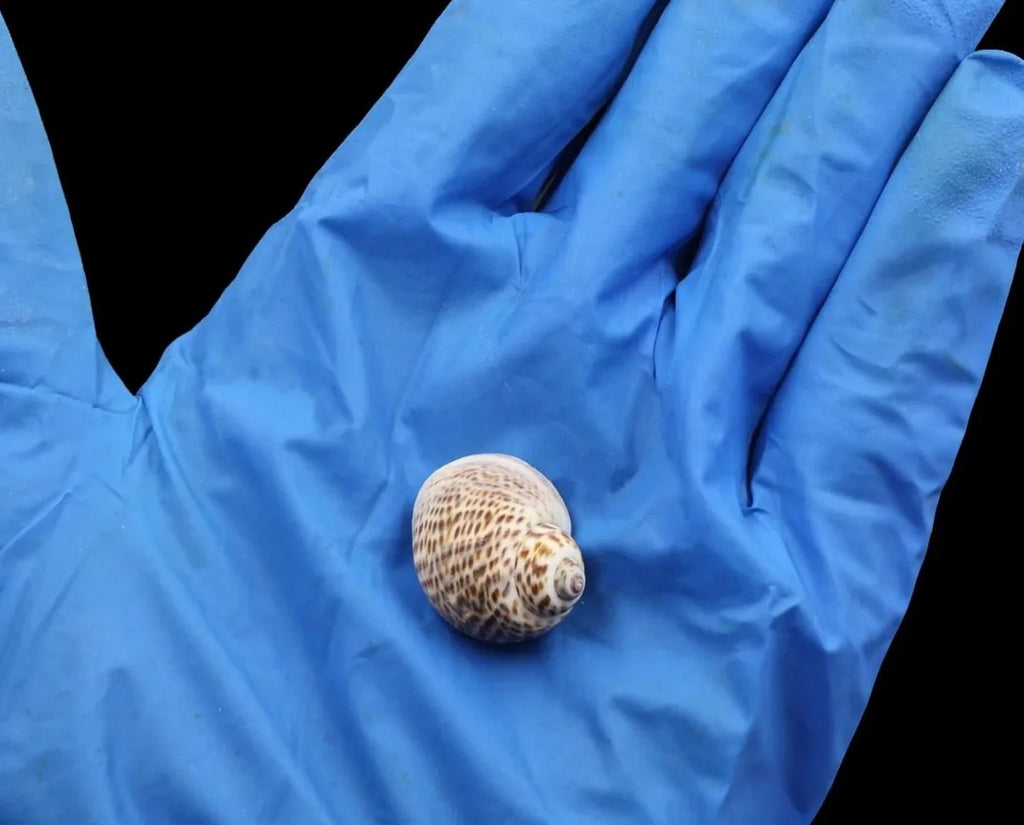 Natural Shell for resin