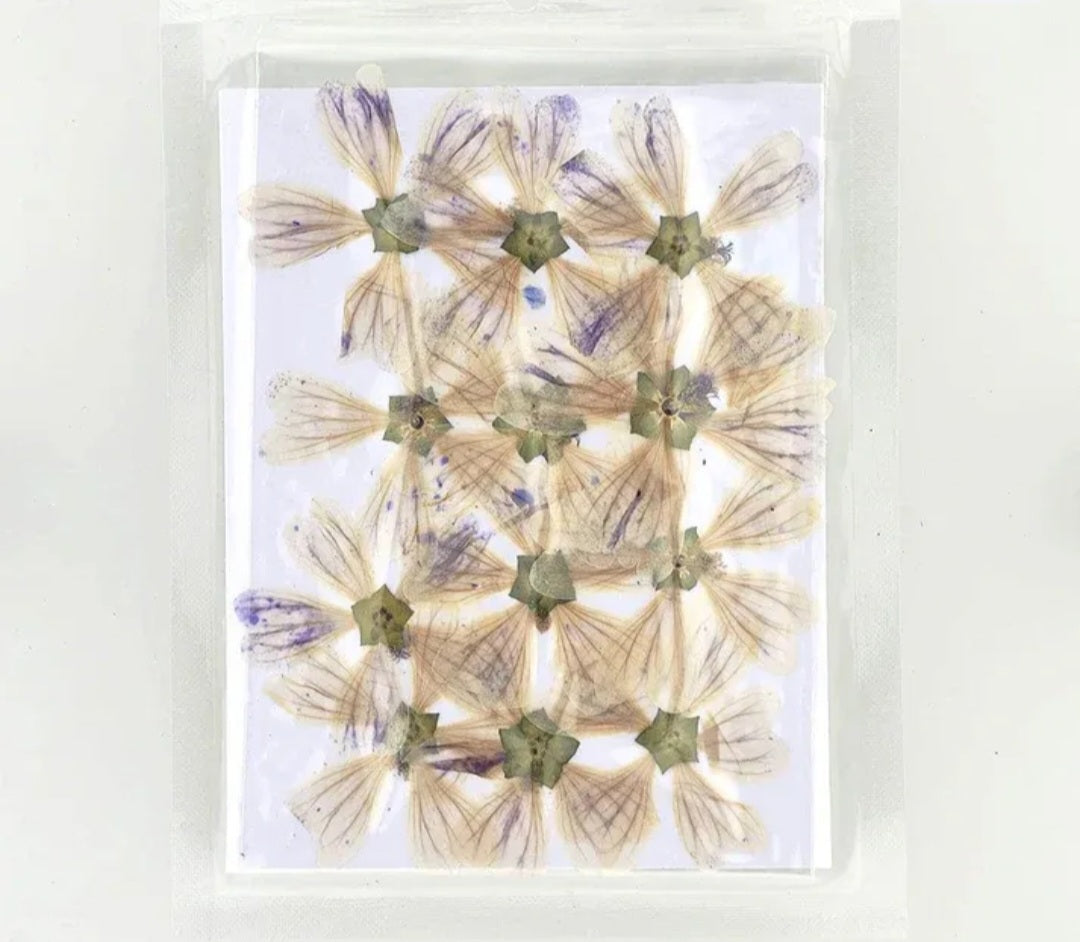 Epilobium Tetragonum Dry Pressed Flower