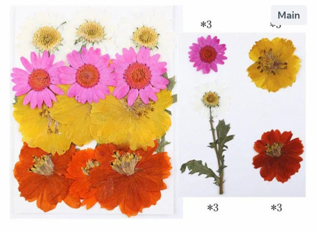 12 In 1 Pressed Flowers Fl013