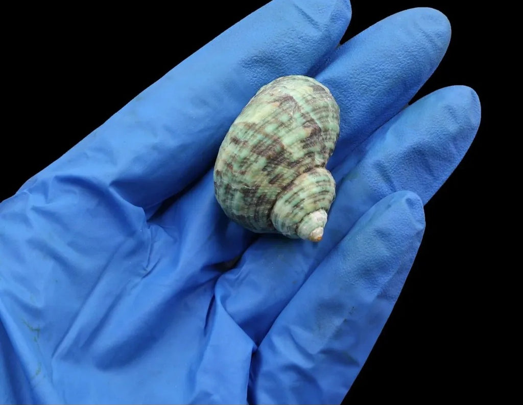 Natural Shell for resin
