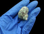 Natural Shell for resin