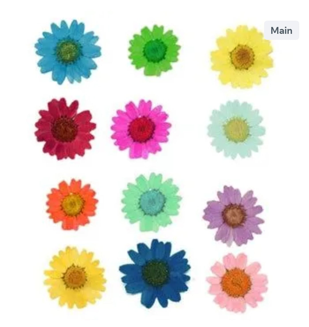 12 In 1 Multy Pressed Dry Daisy Flowers