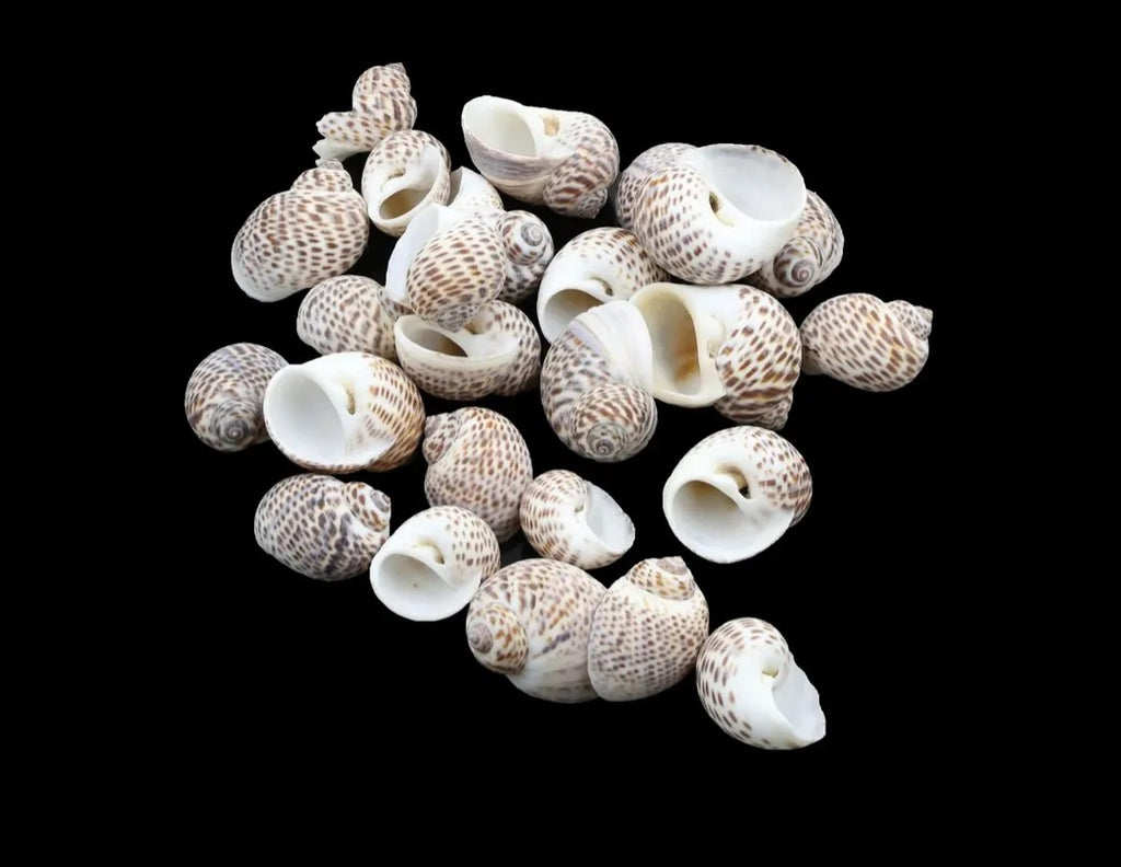 Natural Shell for resin